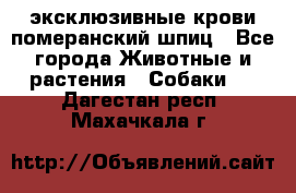 эксклюзивные крови-померанский шпиц - Все города Животные и растения » Собаки   . Дагестан респ.,Махачкала г.